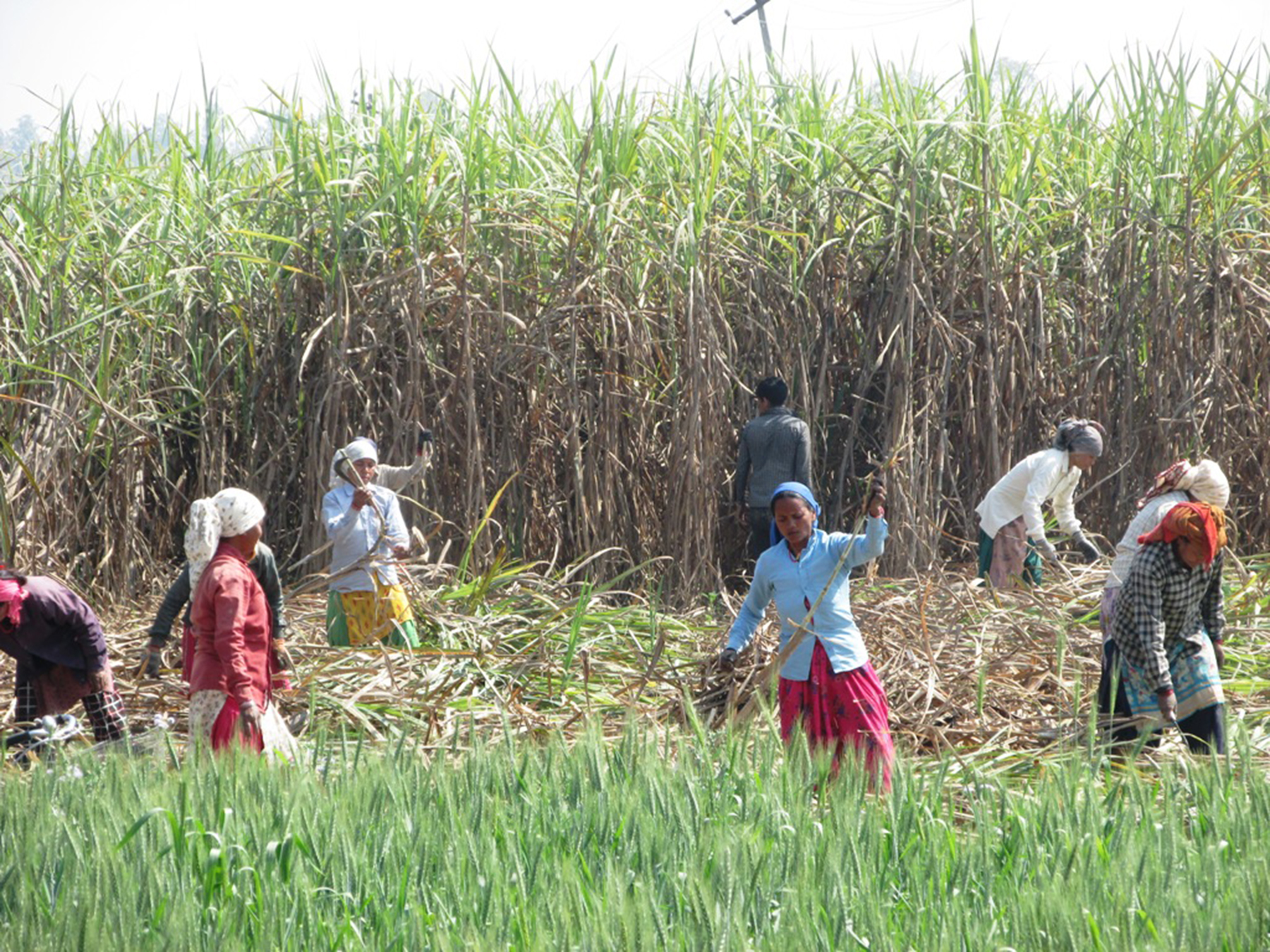 ‘उखु किसानको पलायन रोक्न सक्नुपर्छ’